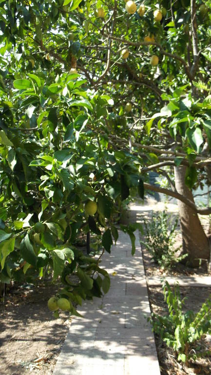 ألغيرو Solimarina المظهر الخارجي الصورة